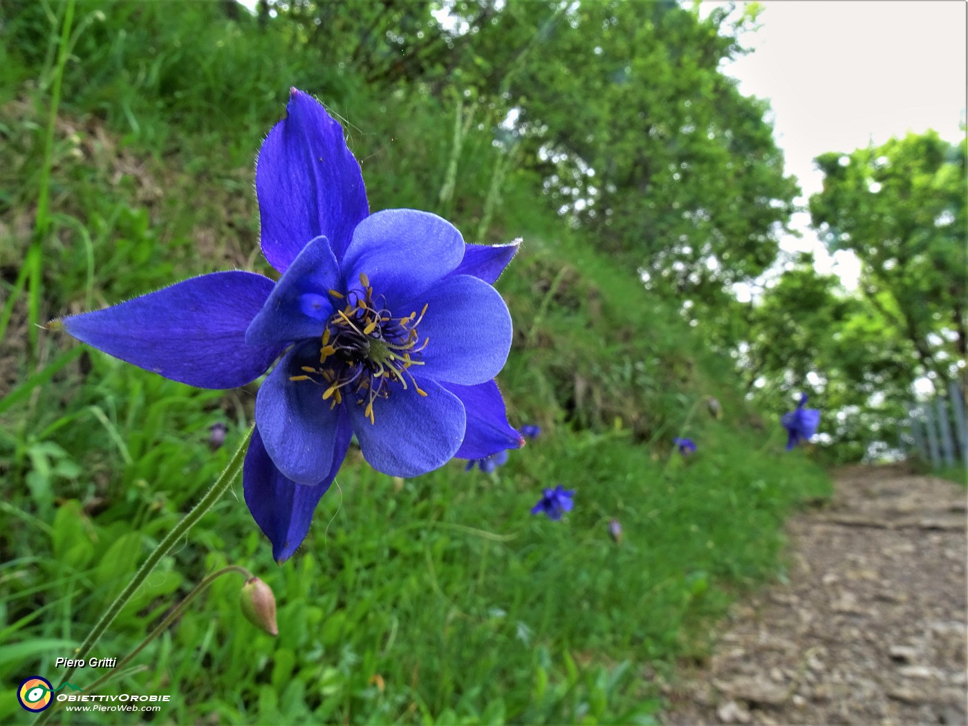 06 Aquilegia alpina (Aquilegia maggiore) sul sentiero .JPG